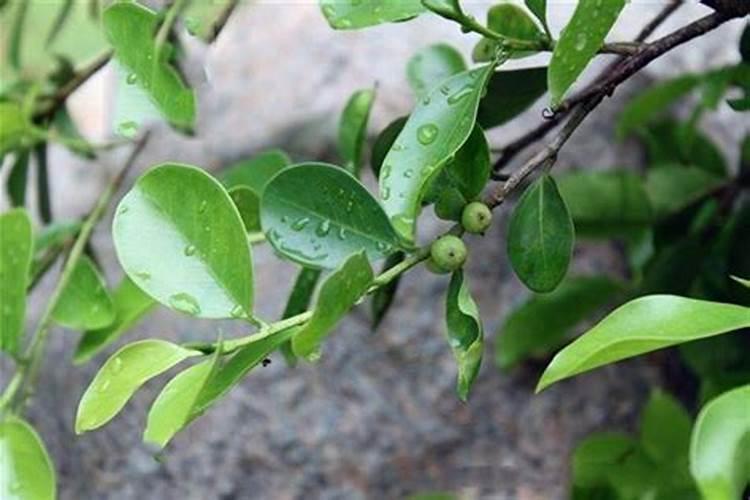 湖南永州适合种植小叶榕吗？