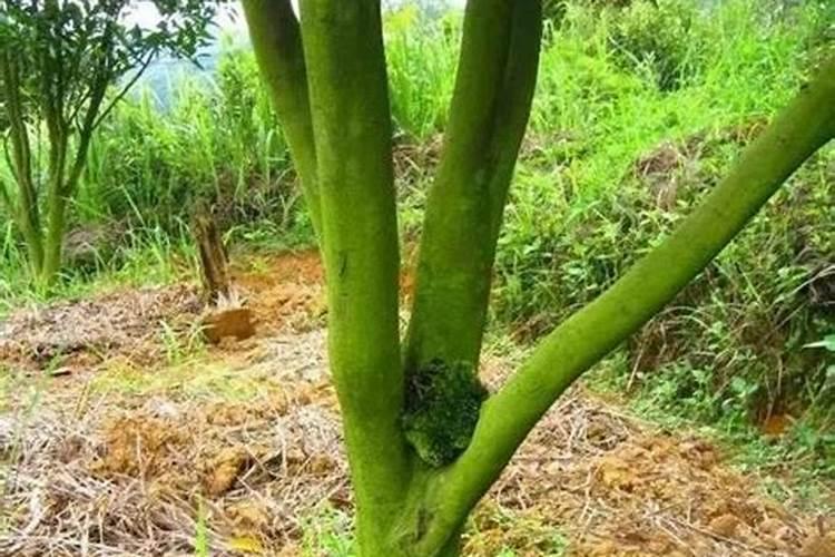 秋葵开花结果期施三个15复合肥好吗？