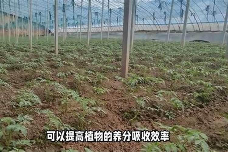 氨基酸水溶肥料的用法有哪些 氨基酸水溶肥使用禁忌
