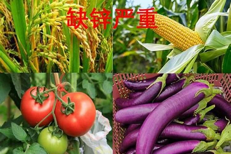 夜市摊的生蚝隐藏着“猫腻”,一个大壳被反复使用,货不对款？
