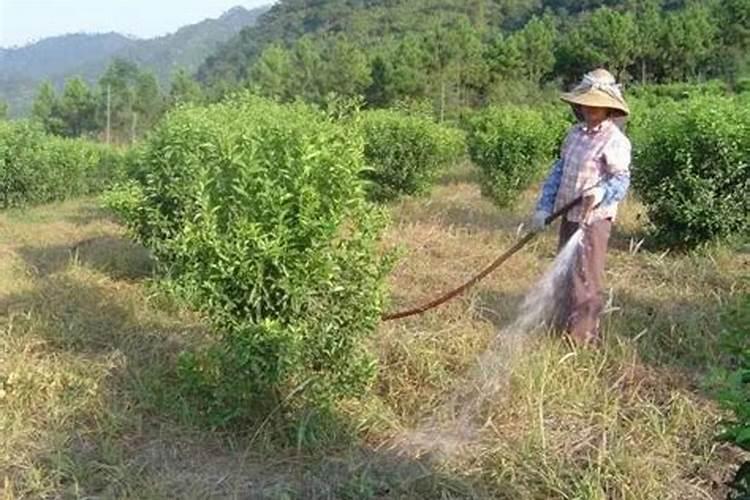 生蚝的外壳可以食用吗 生蚝壳可以用来干嘛