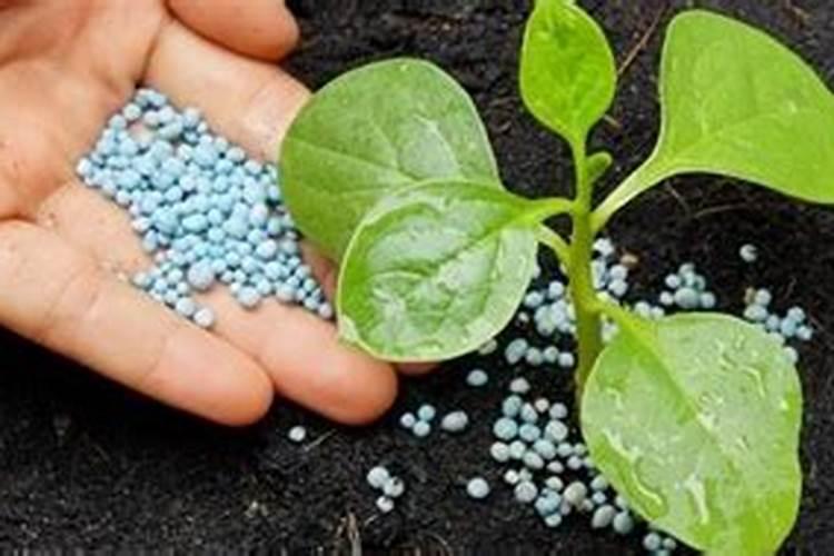茶花可以每天往叶子上喷水吗