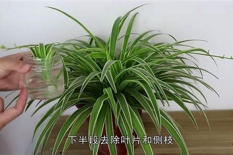 水培吊兰的养殖方法