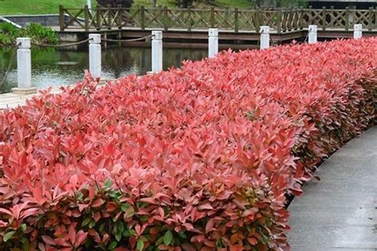 红叶石楠适合种植哪里