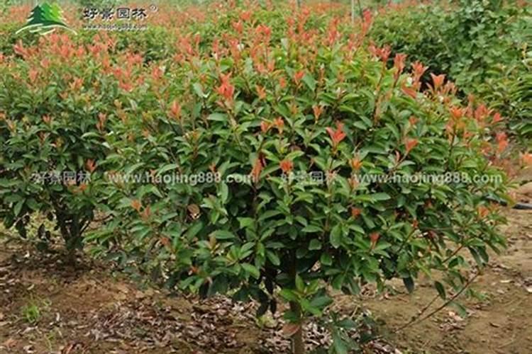 石楠花能种在院子里吗？