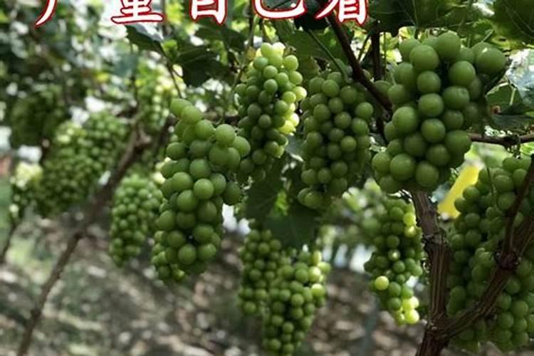 叶面肥隔几天喷一次最合适
