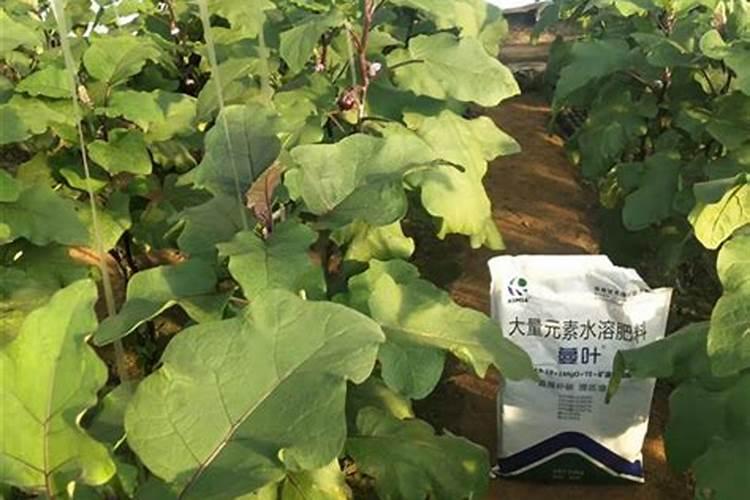 水溶肥和其他肥料的区别