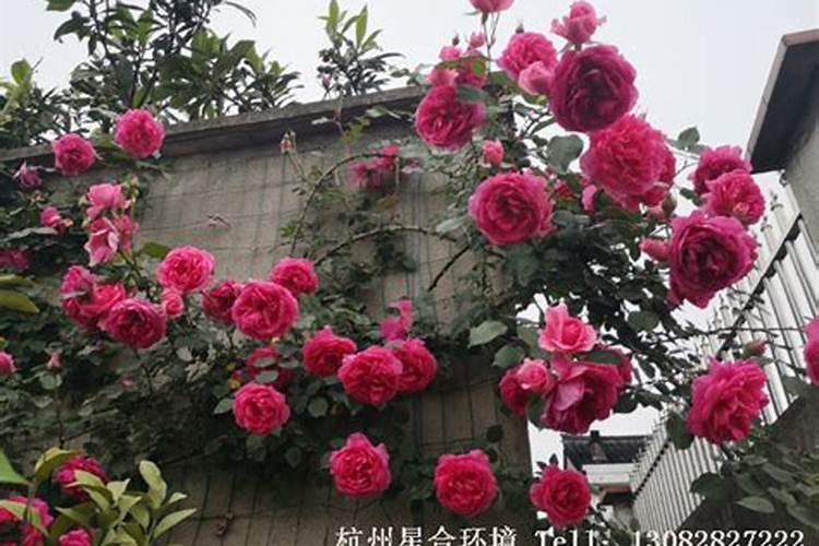 国光松尔复合肥咋那么贵