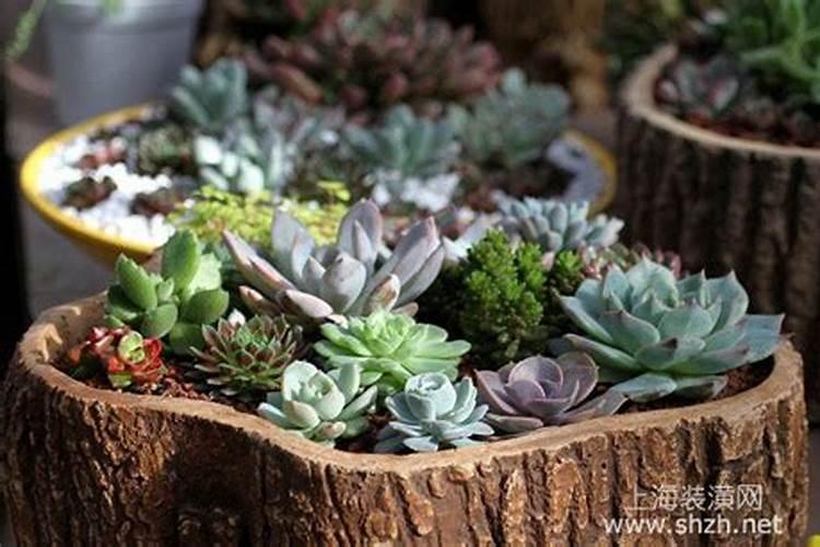 给植物施什么肥比较好？