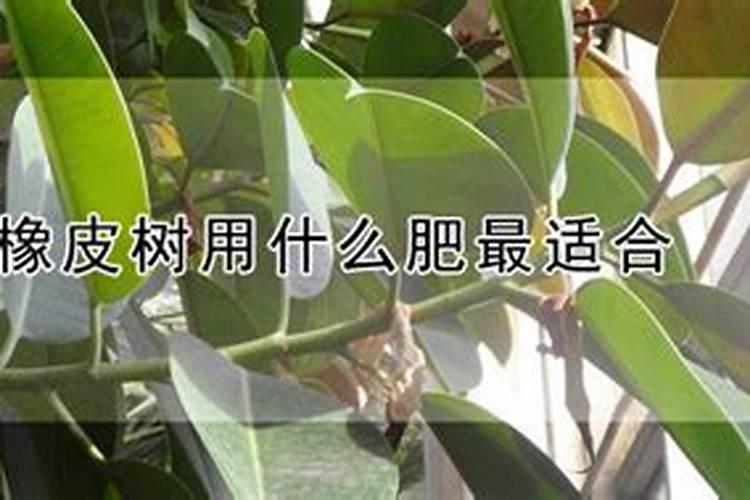 橡皮树施什么肥料最好