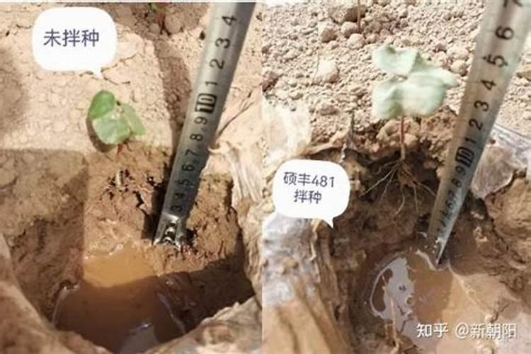 棉花黄叶病用什么药效果好