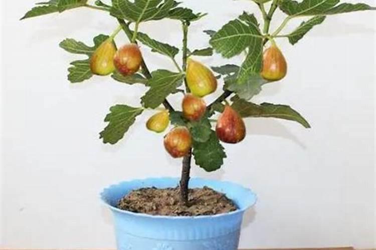 无花果是不开花植物吗？