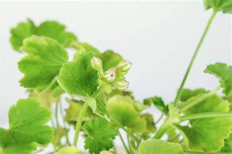 棉花后期需要什么肥料,侧枝过旺怎么办