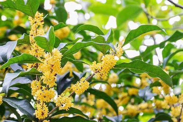 桂花树什么时候施肥