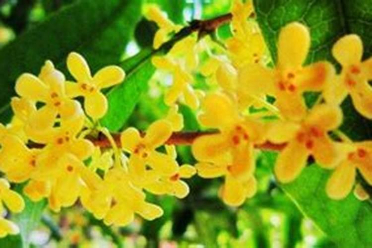 桂花施肥用什么肥料
