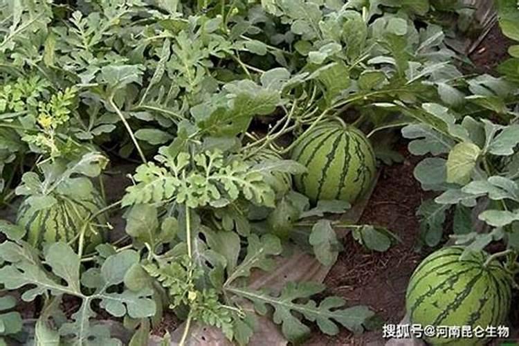 叶面肥和农药可以混在一起使用吗 常用叶面肥与农药混用先后顺序百度...