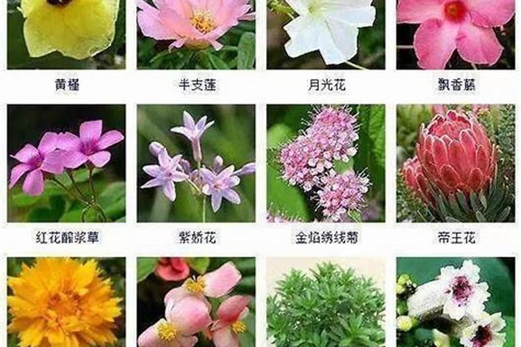 氮肥需要量较大的植物是什么