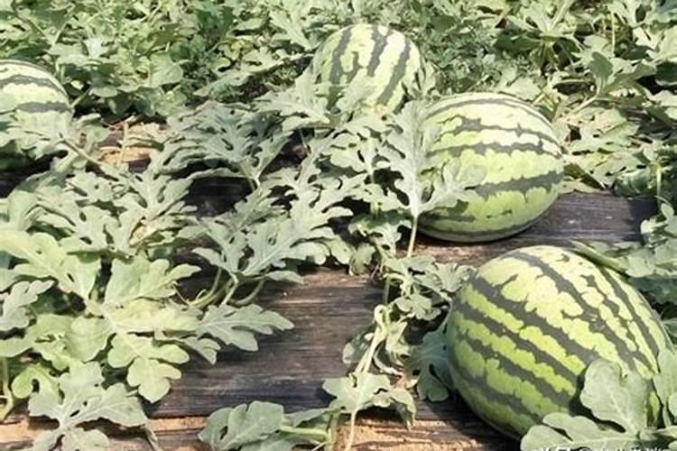 西瓜施什么肥料最甜