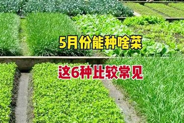 使用冲施肥要注意什么 使用冲施肥要注意什么事项