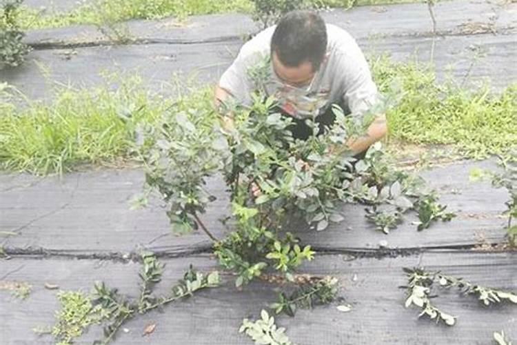 蓝莓怎么施肥最合适