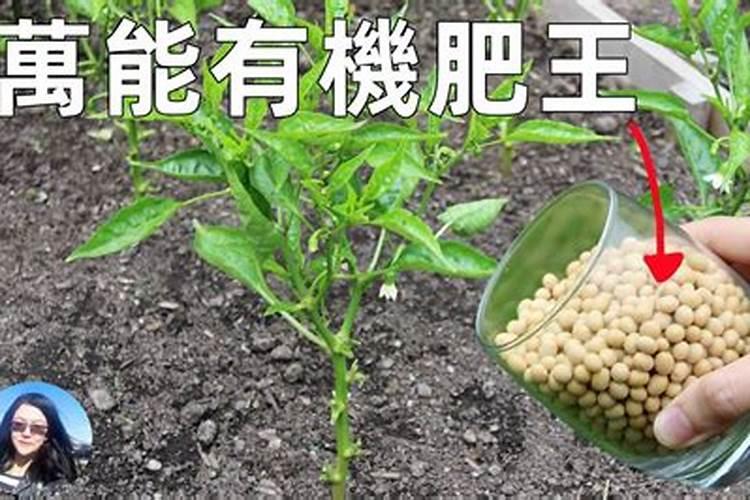 杨树追肥用什么肥料好