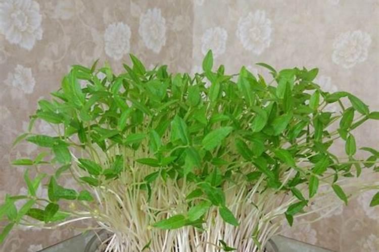 芒果施什么肥