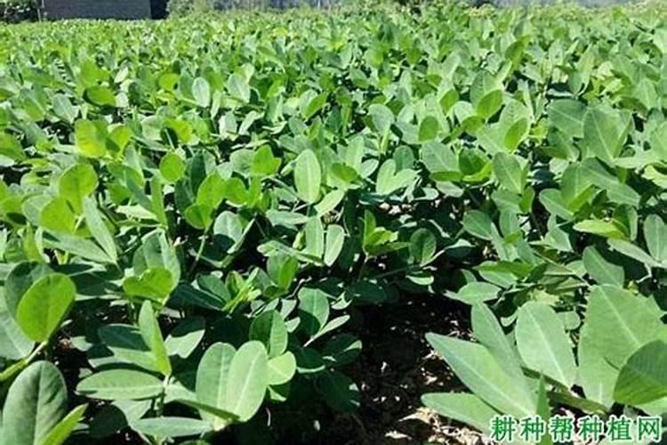 花生对于肥料的需求有哪些 哪种叶面肥可促花生高产