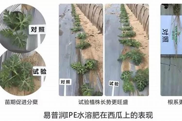 松喹氟磺胺影响下茬吗
