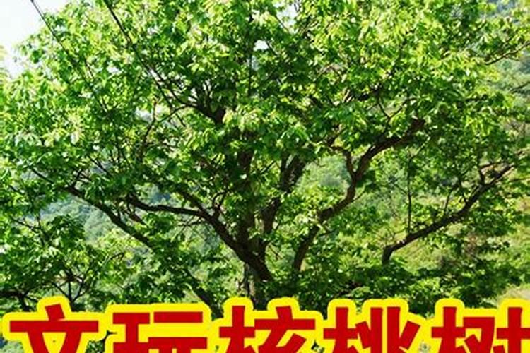 棉花头水滴什么肥料