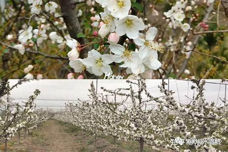 硝硫基复合肥施用需要注意哪些地方