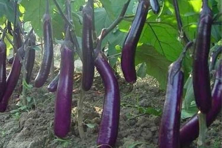 茄子如何快速膨果