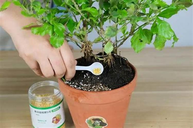 花施肥施多了怎么办