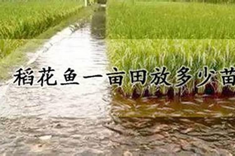 小麦冬灌有什么好处,小麦冬灌最佳时间