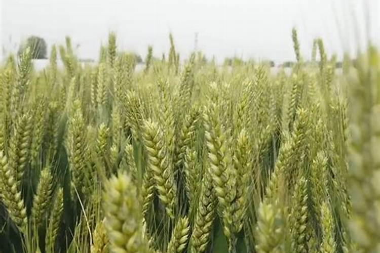 小麦现在拔节期,喷点什么叶面肥好呢？为什么？