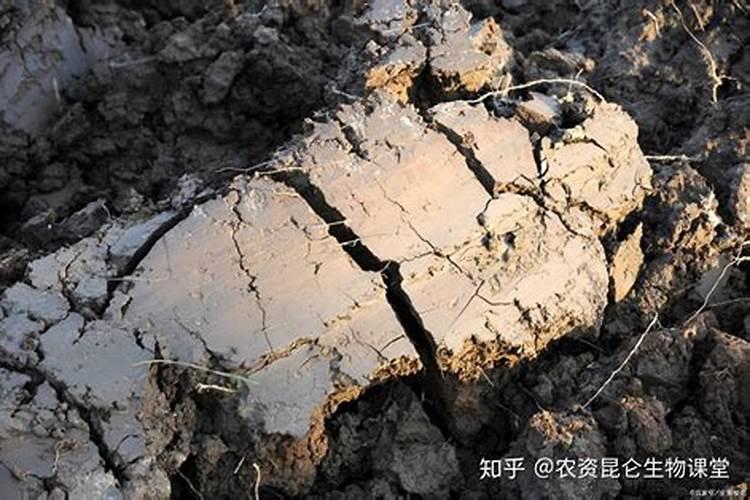 金钱树浇什么肥料合适