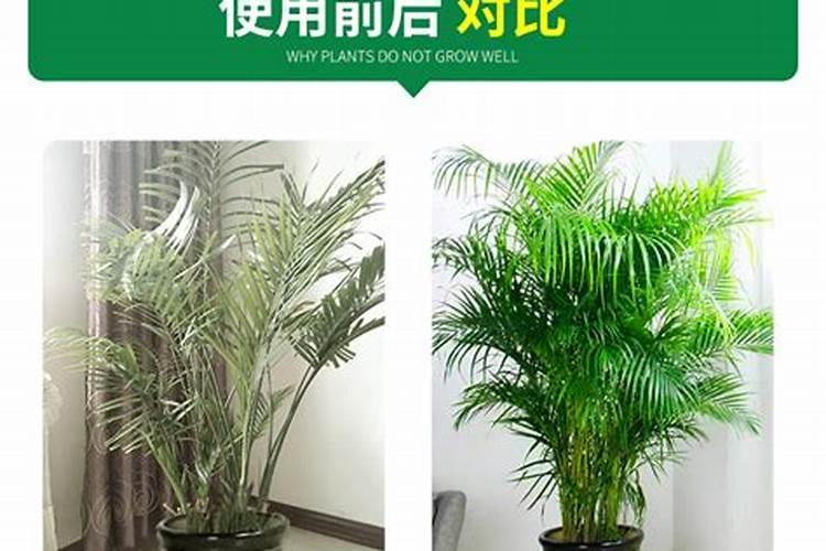 大蒜现在用什么肥料