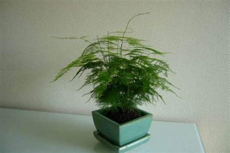 文竹浇什么肥料合适