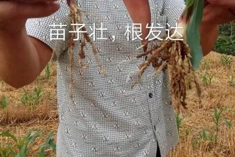 饲养黄鳝如何进行鳝池脱碱处理