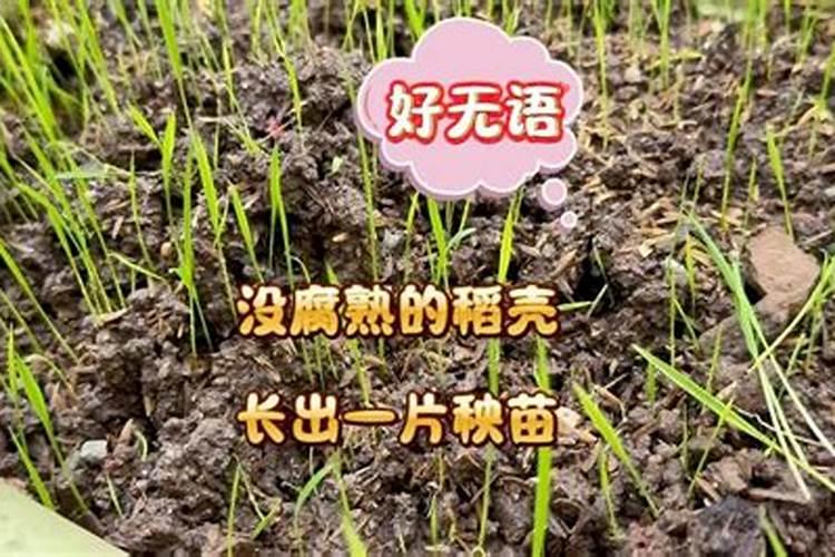 水稻移栽后几天施肥
