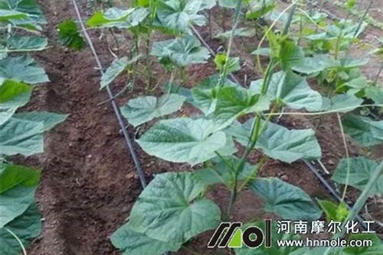 黄瓜秧细不壮怎么办