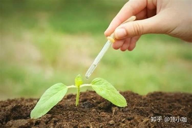 海棠花怎么养家庭养法
