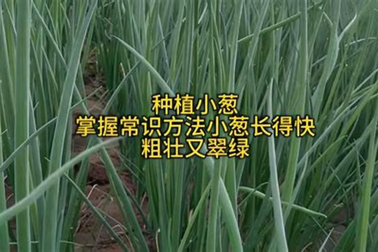 小葱怎么长的壮