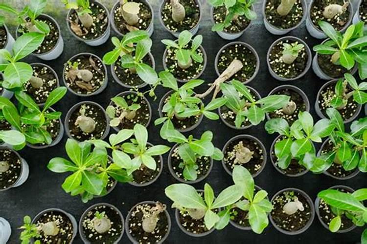 请问老师种白菜萝卜,施什么肥？
