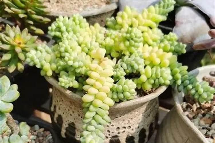 多肉植物可以施氮肥吗