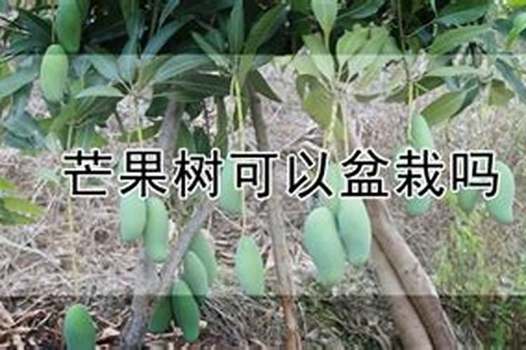 芒果高产施肥,注意事项有哪些？