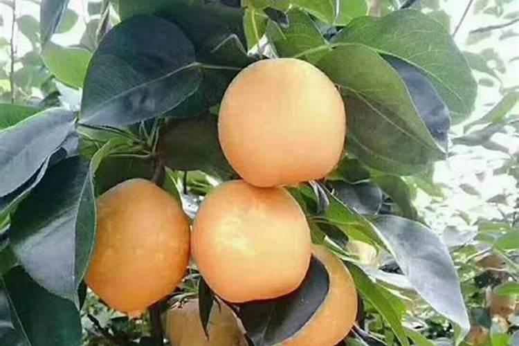 广西桉树肥料哪个肥好