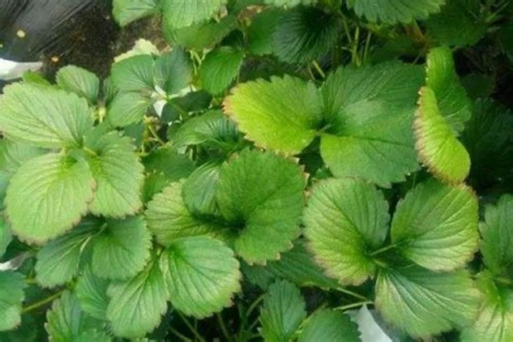 蕙兰浇水的正确方法