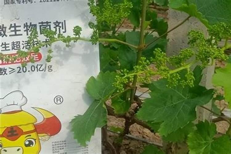 葡萄施肥的最佳时间 什么时候施肥好