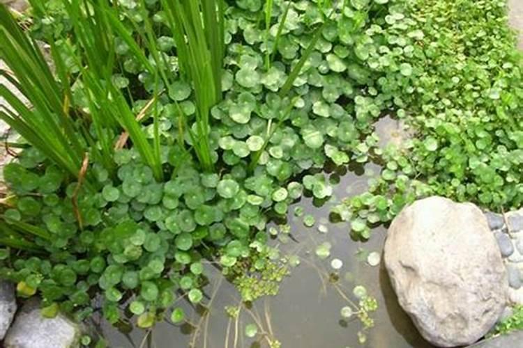铵态氮适合什么植物吸收
