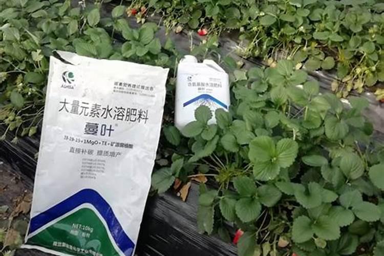 多肉可以施复合肥吗